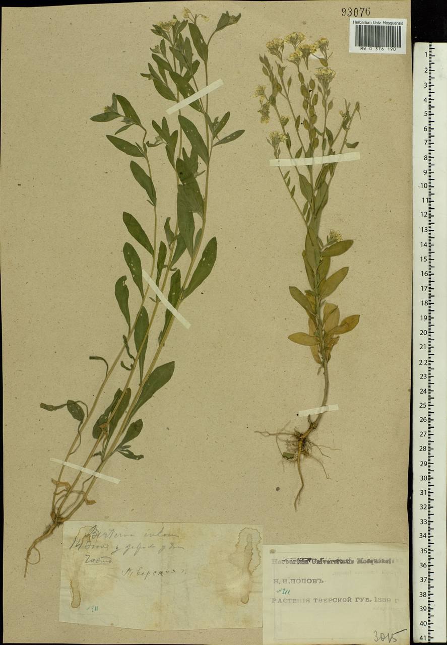 Икотник серый соцветие