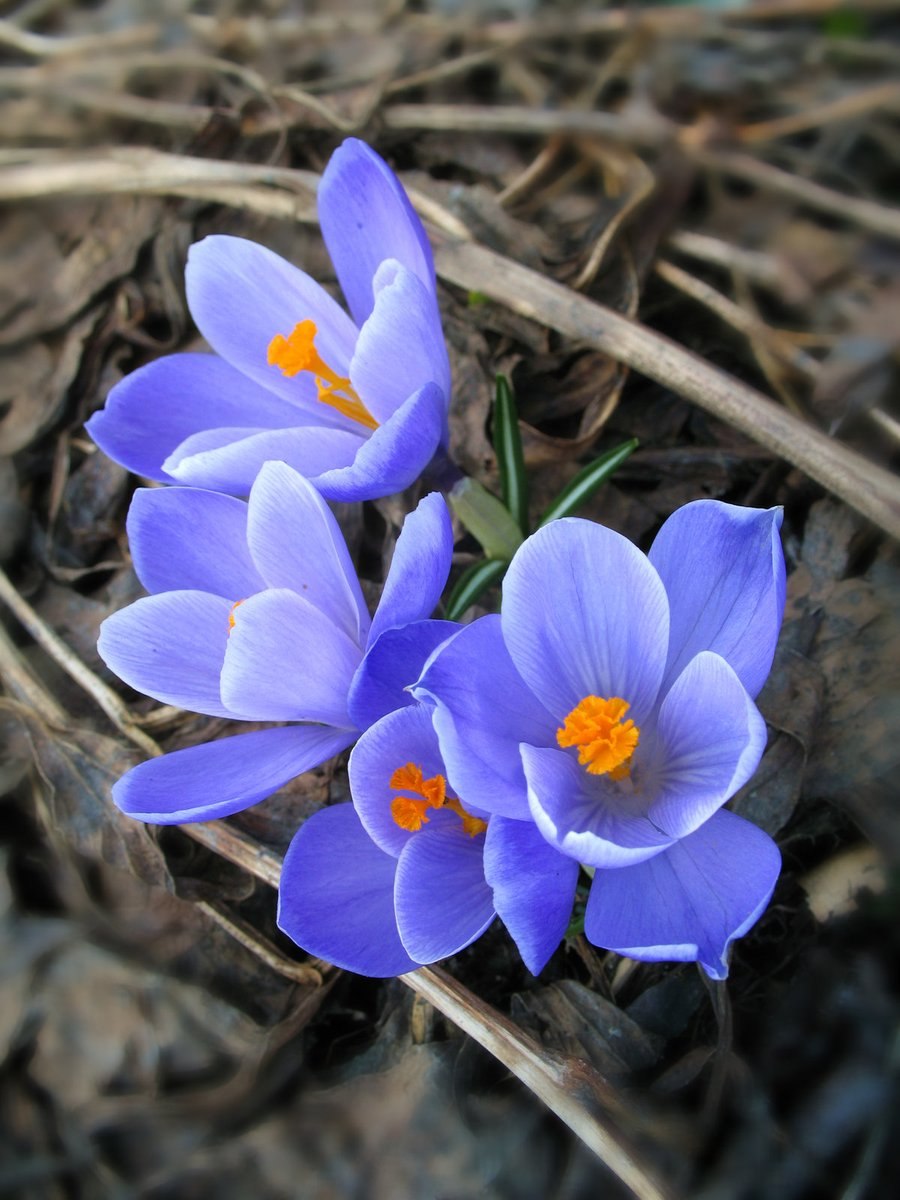Первоцветы крокусы
