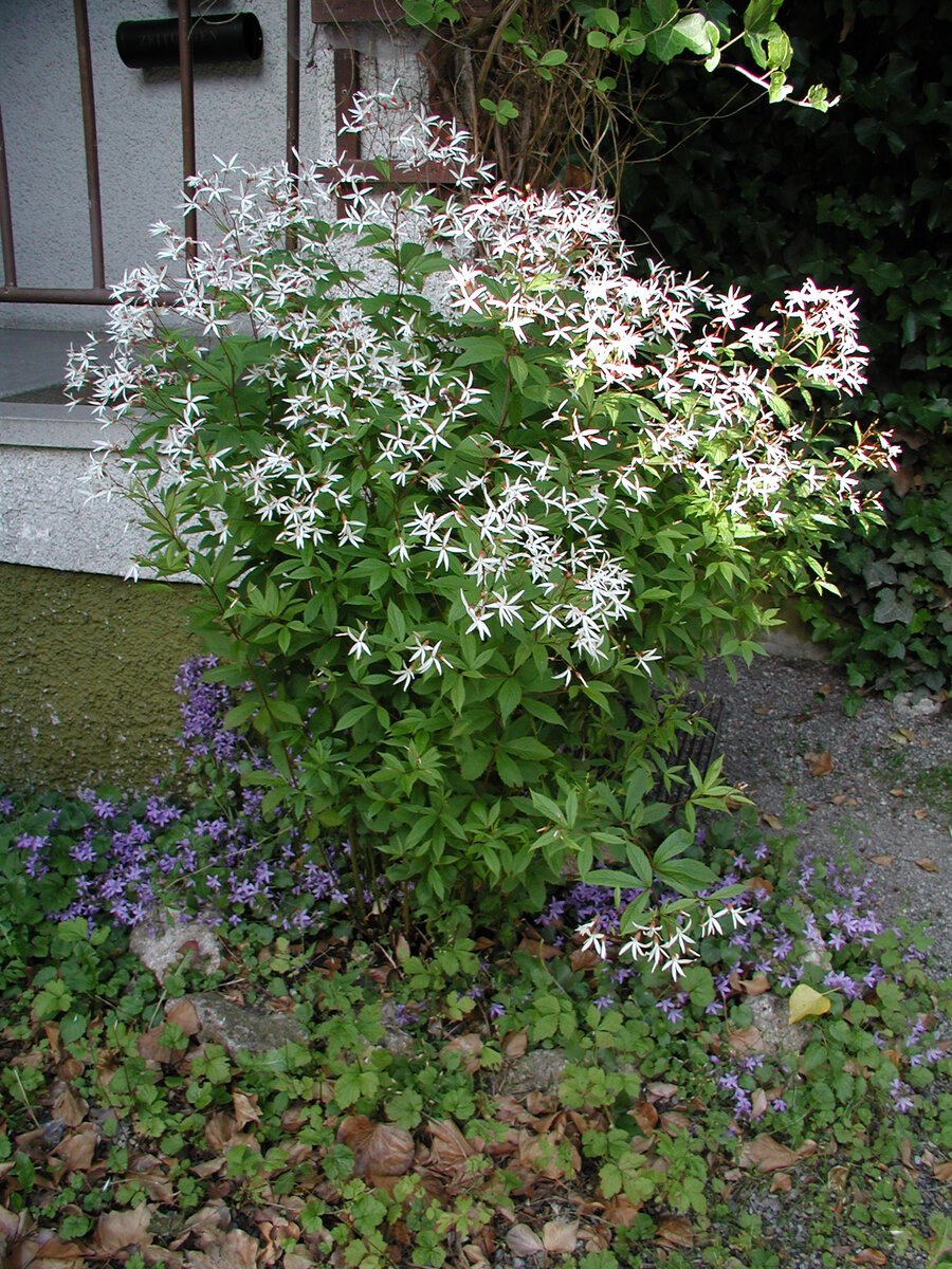 Гилления trifoliata