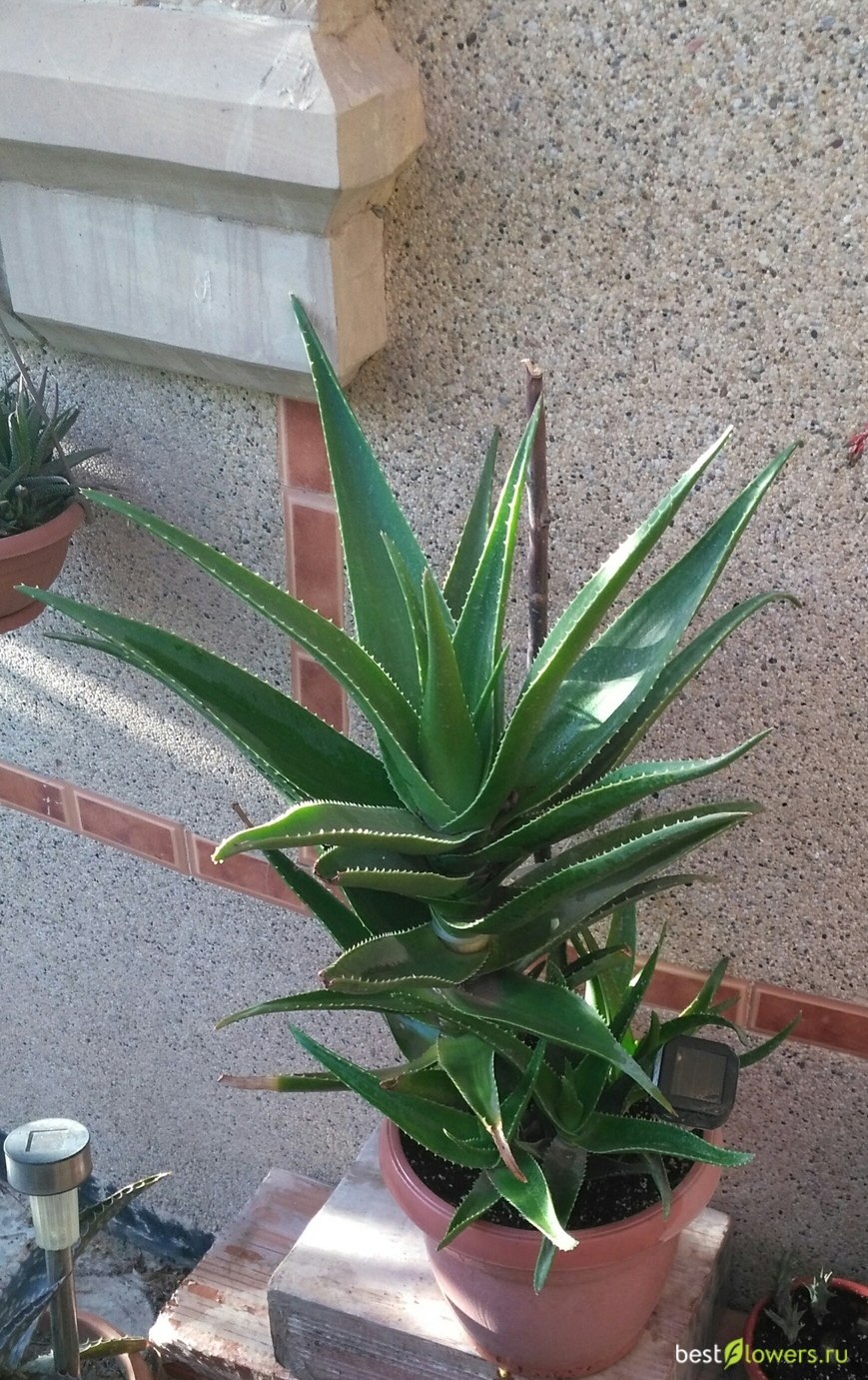 Алоэ древовидное столетник