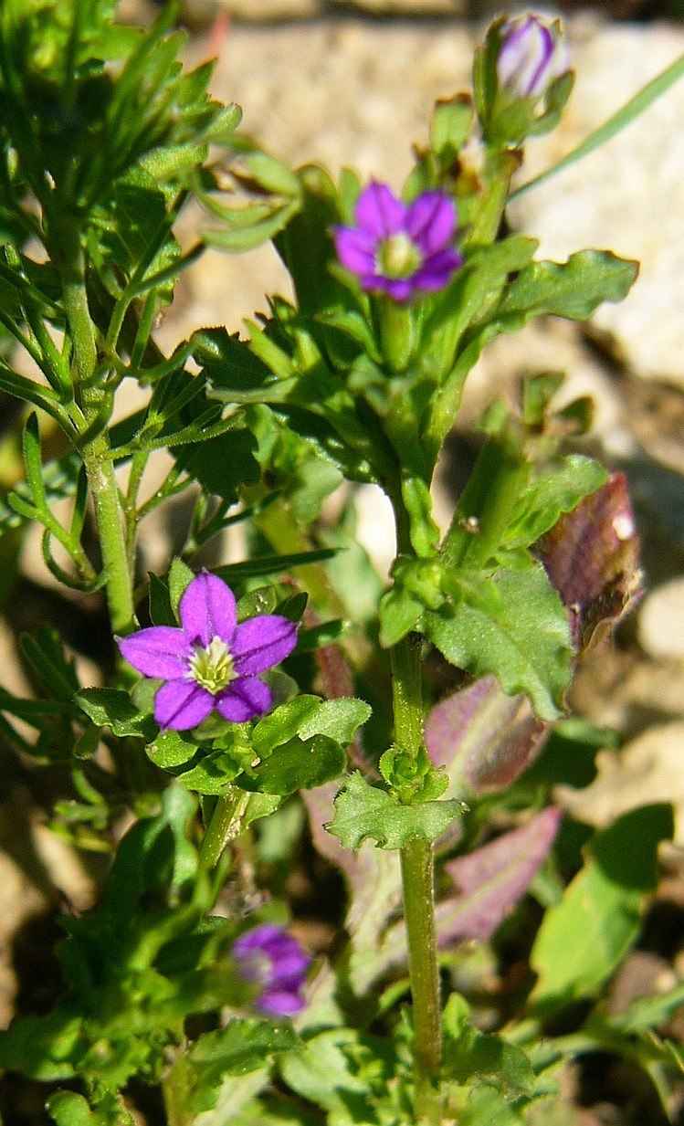 Легузия скворцова