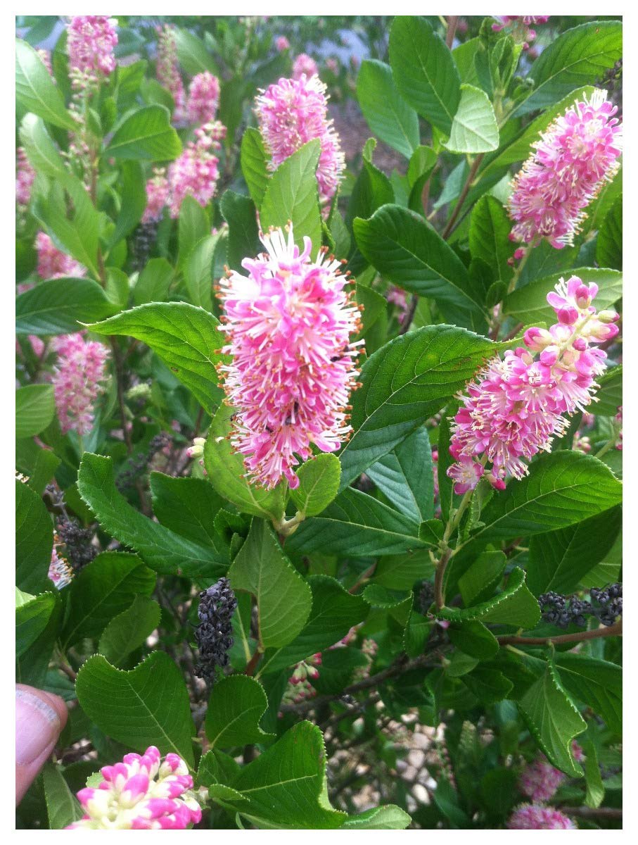 Клетра ольхолистная Руби Спаркс