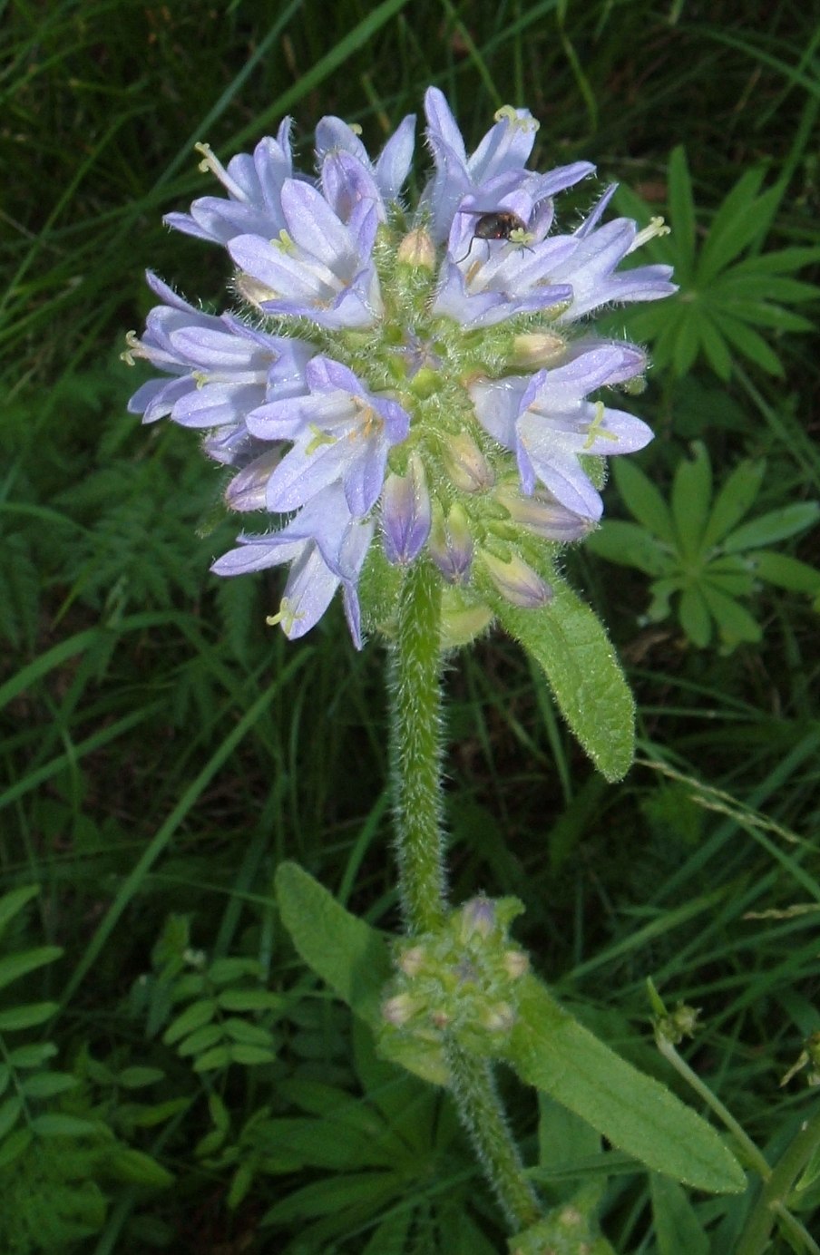 Колокольчик Campanula glomerata Freya