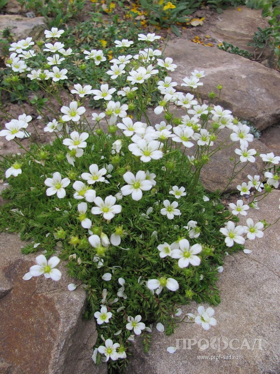 Камнеломка Арендса Альба