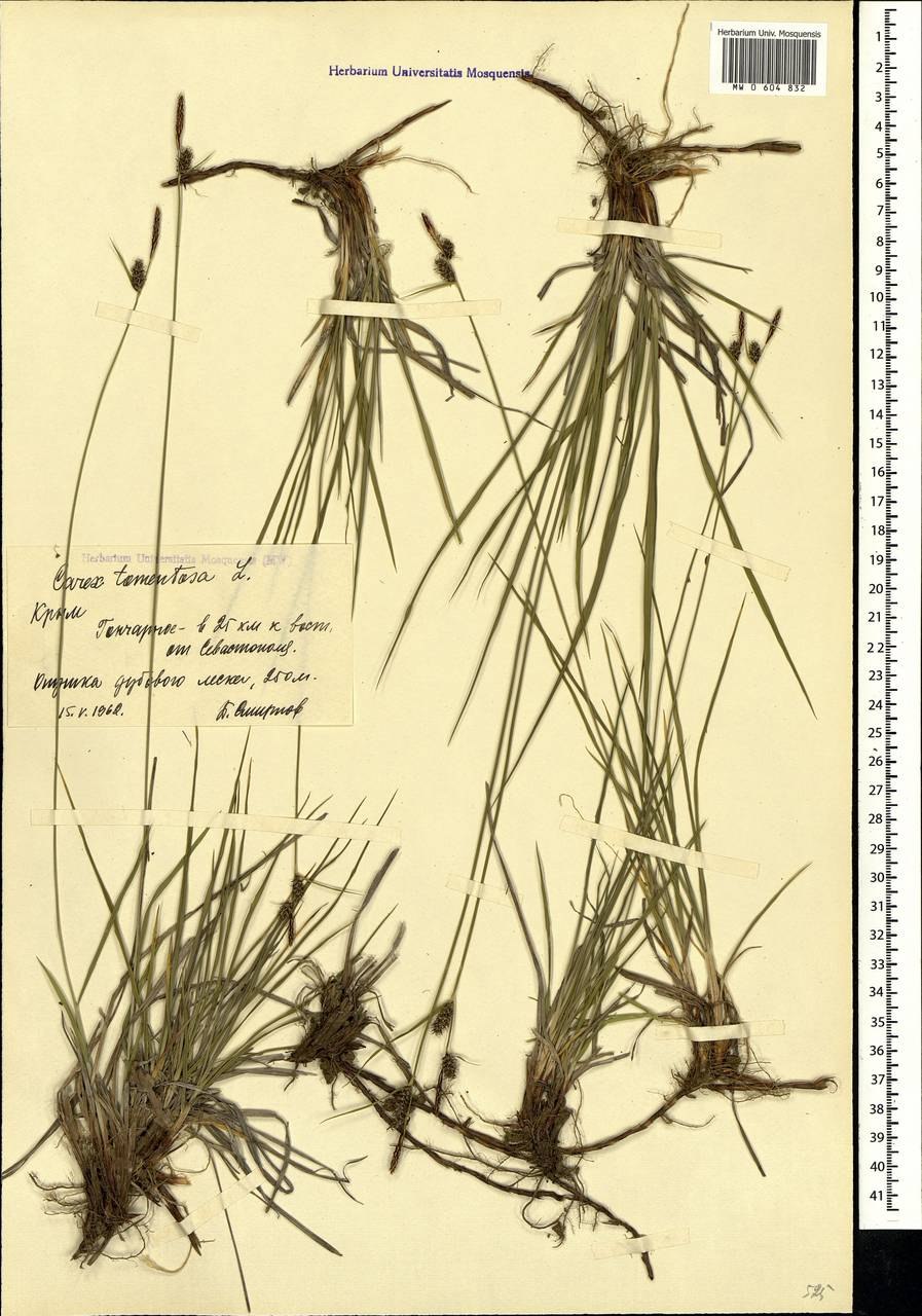 Осока войлочная описание