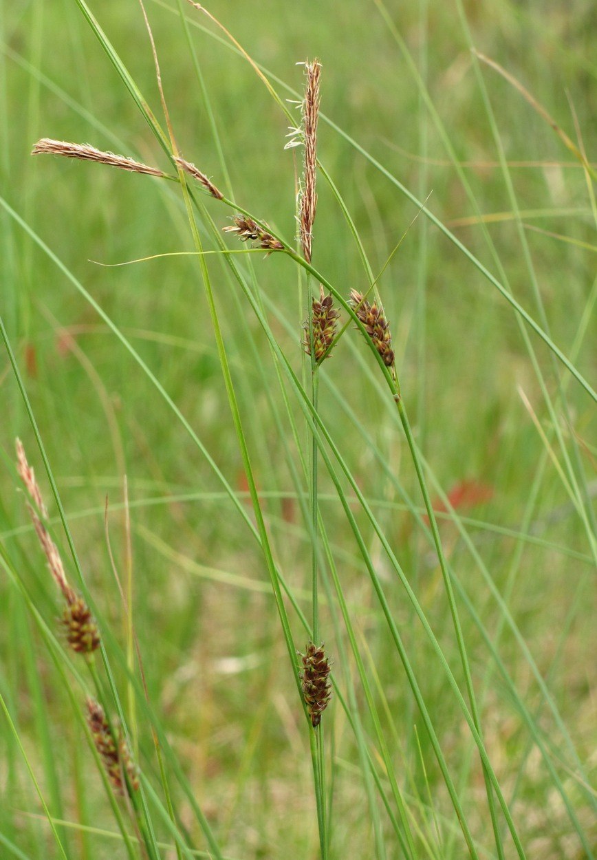 Осока волосистоплодная Carex lasiocarpa