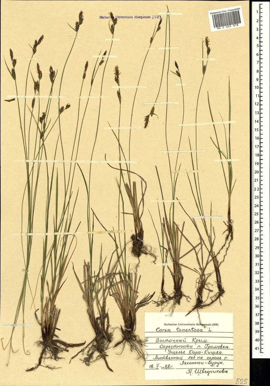 Осока ржаволистная