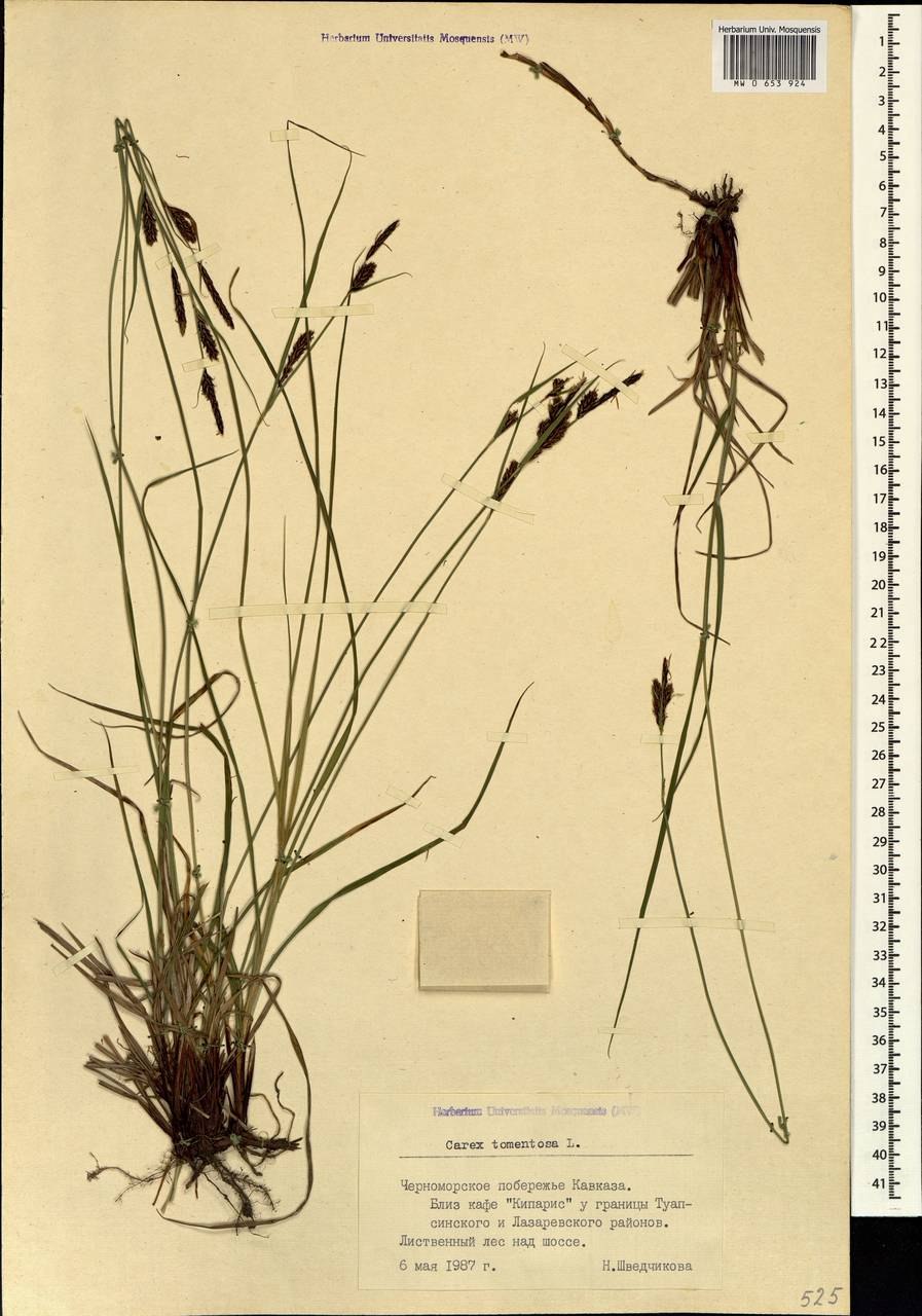 Leptochloa filiformis