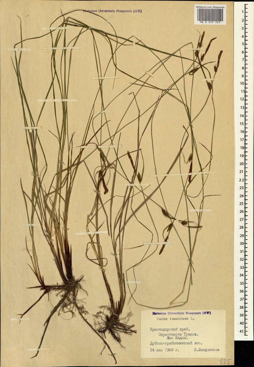 Осока войлочная