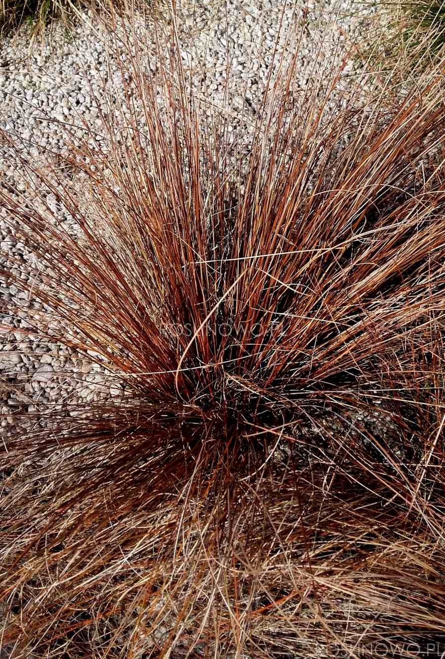 Осока Carex buchananii Red Rooster