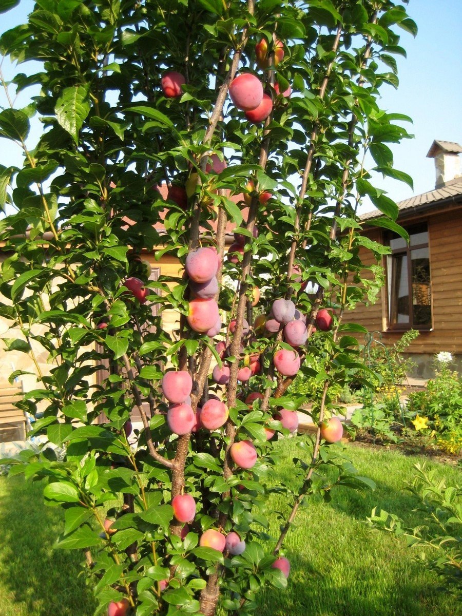 Слива карликовая