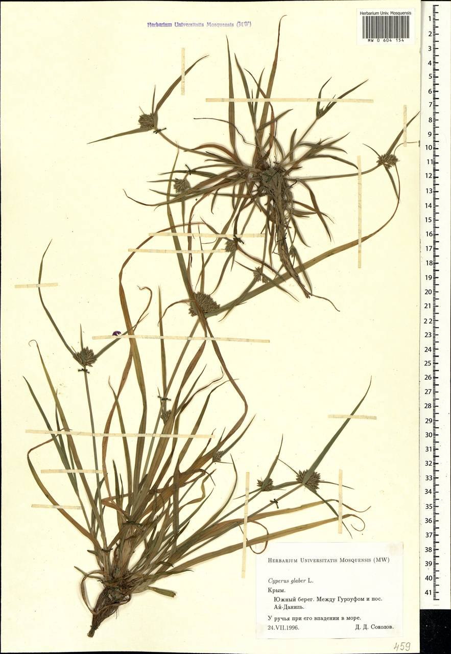 Сыть круглая Cyperus rotundus