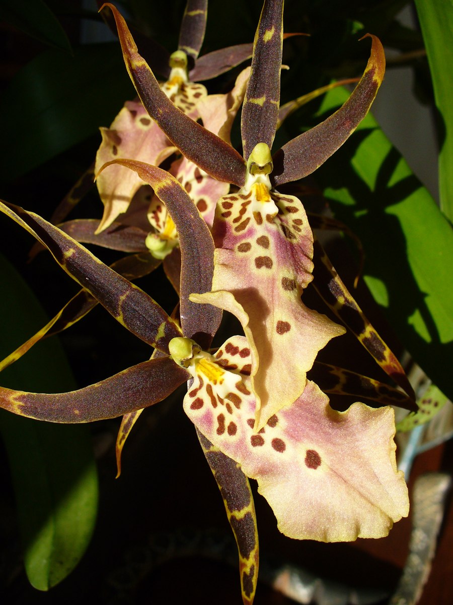 Брассия Лансберген Орхидея