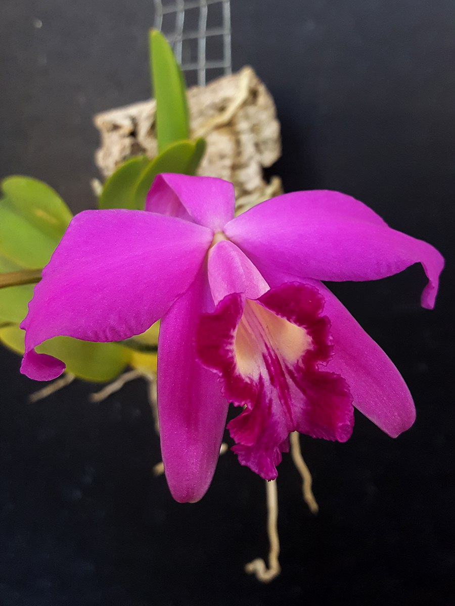 Laelia purpurata
