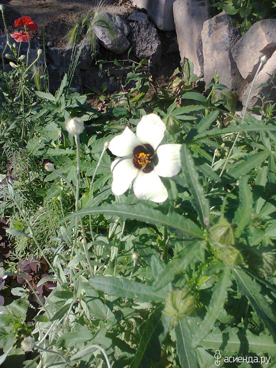 Гибискус однолетний