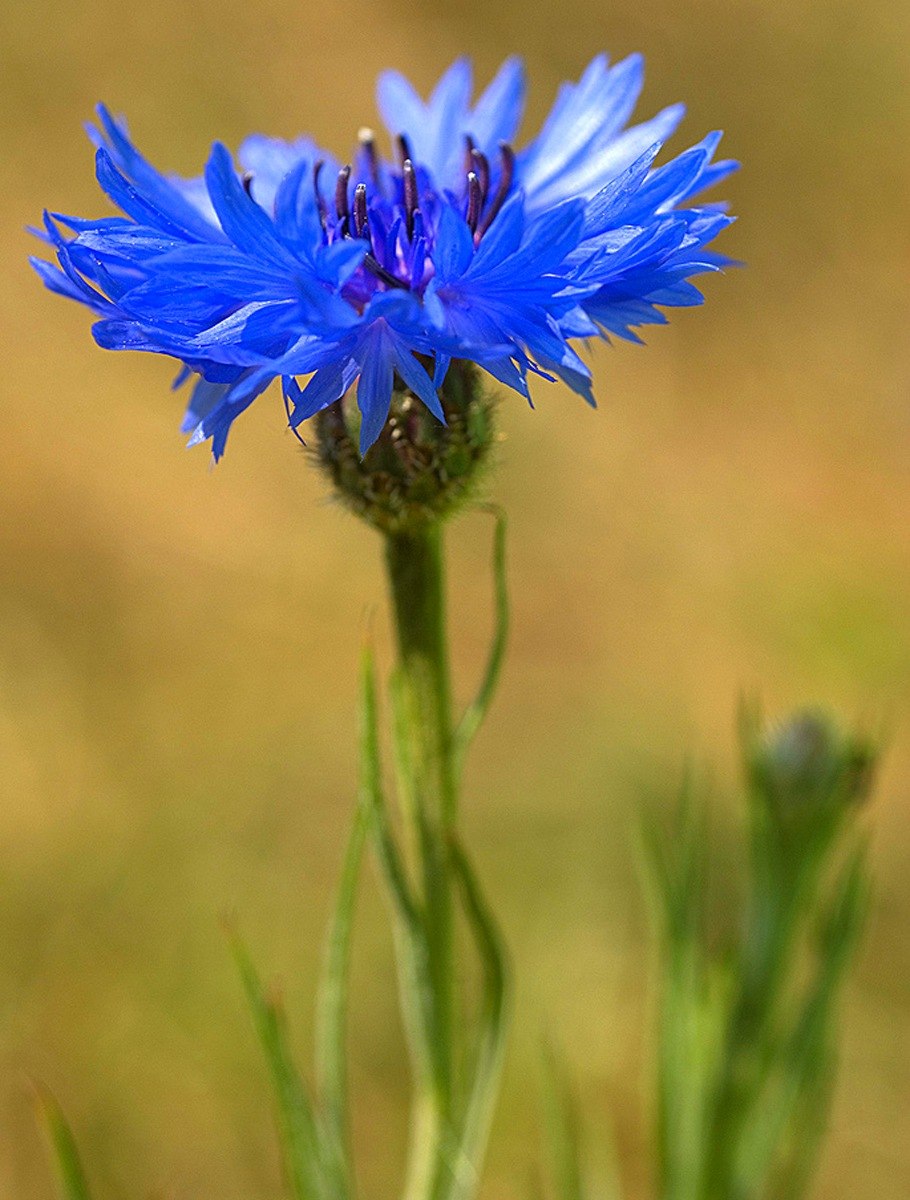 Василек полевой