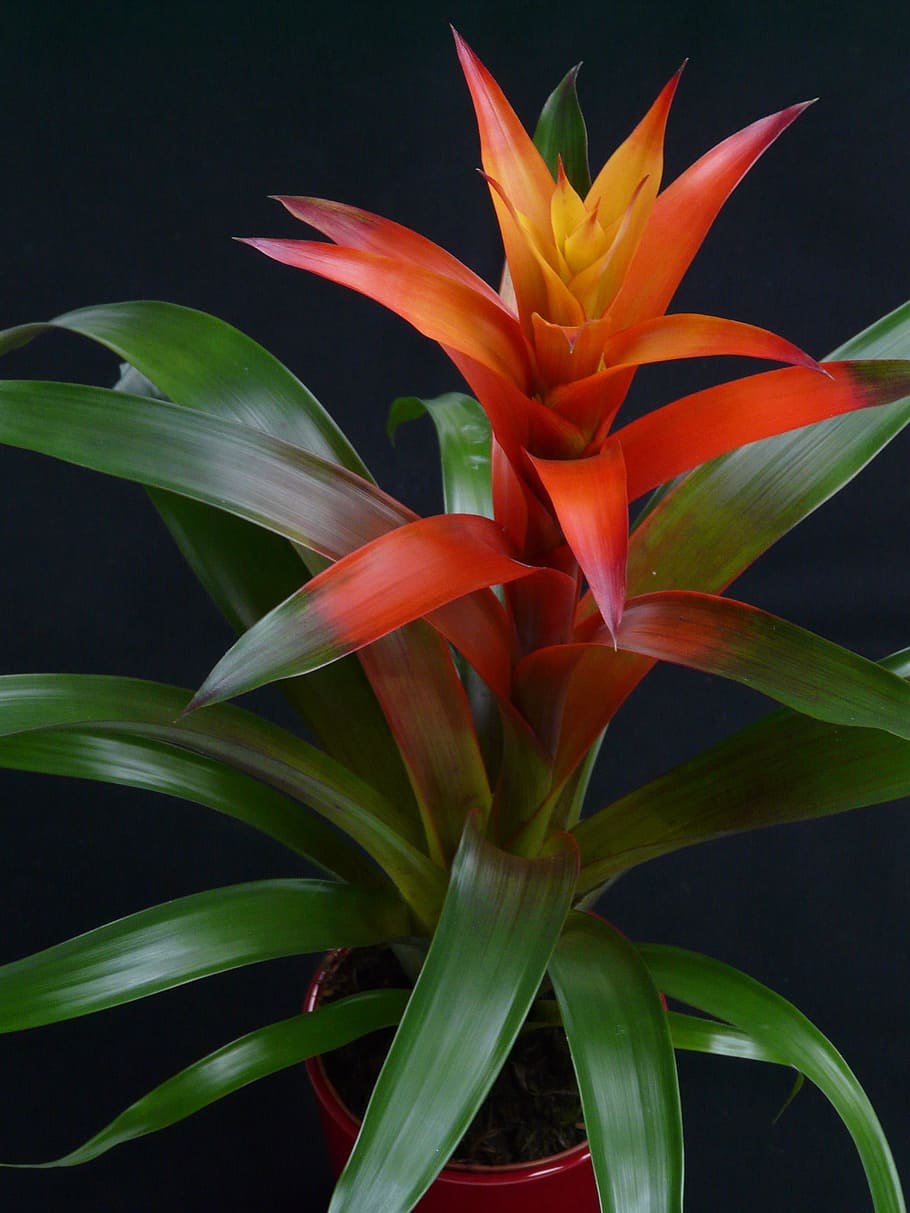 Guzmania monostachya
