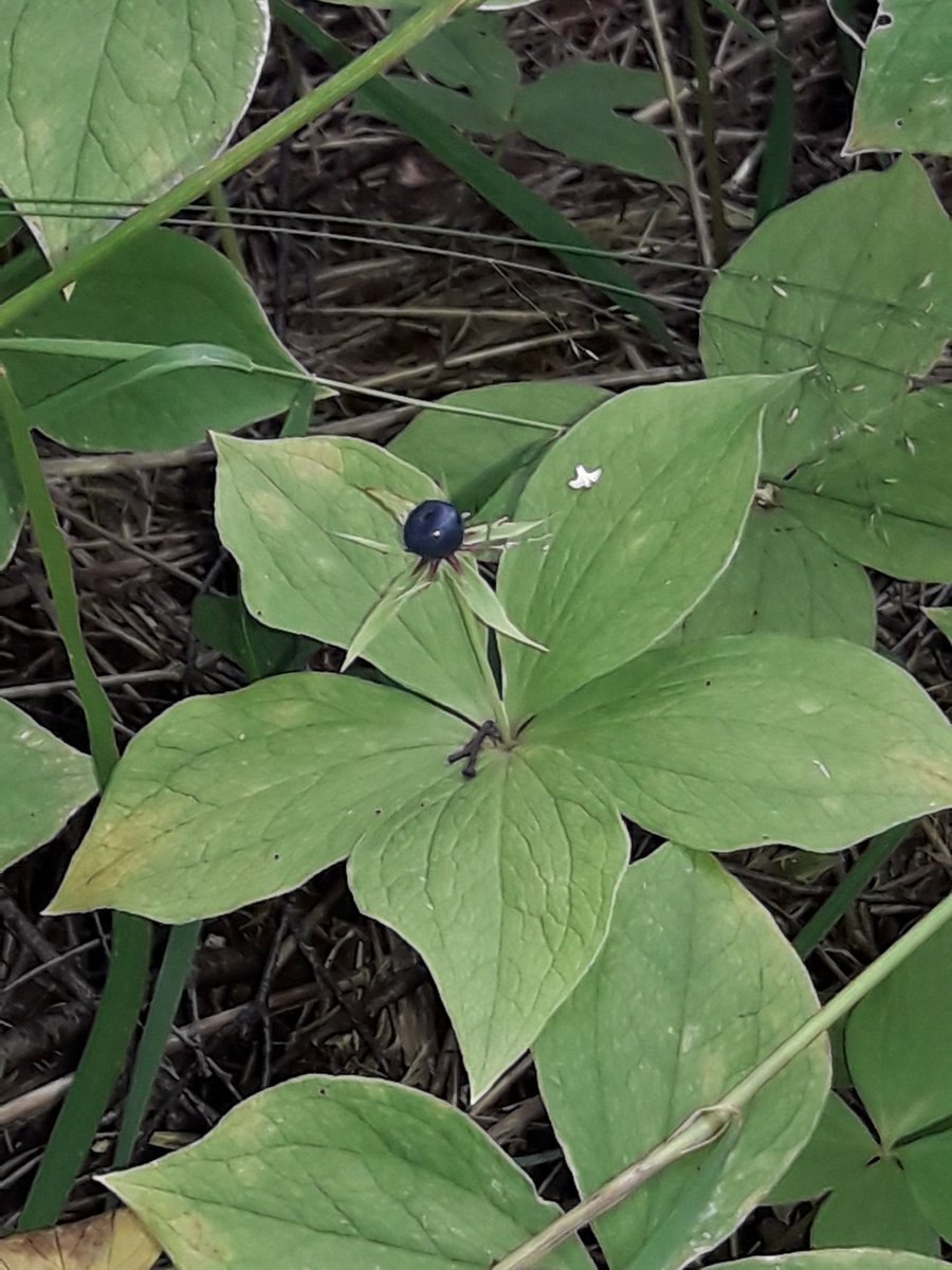 Опасные растения пермского края