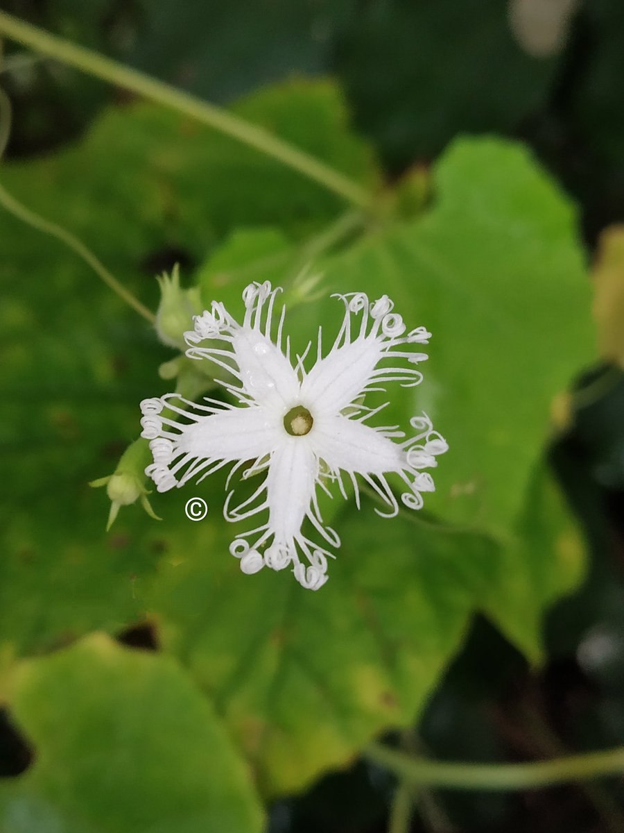 Трихозант Trichosanthes цветок