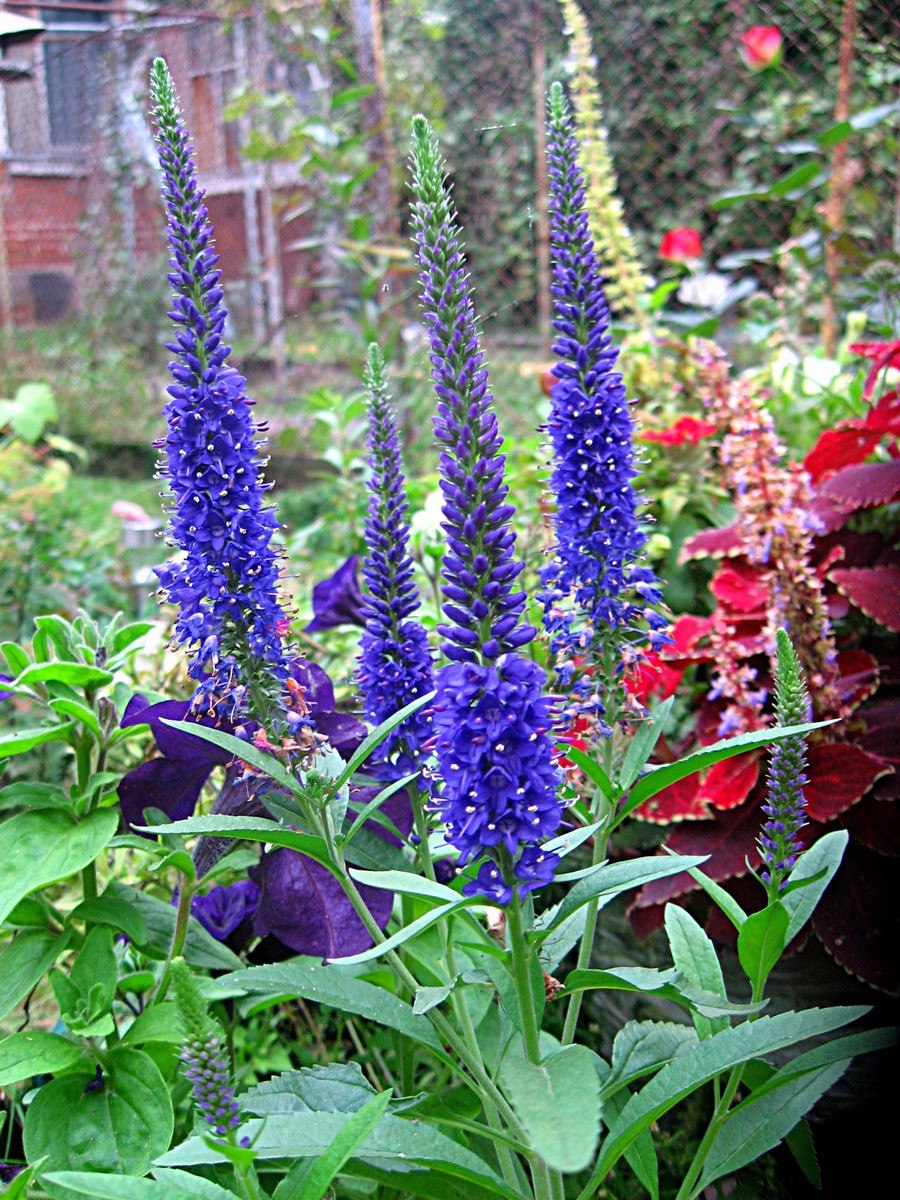 Вероника Хавлик