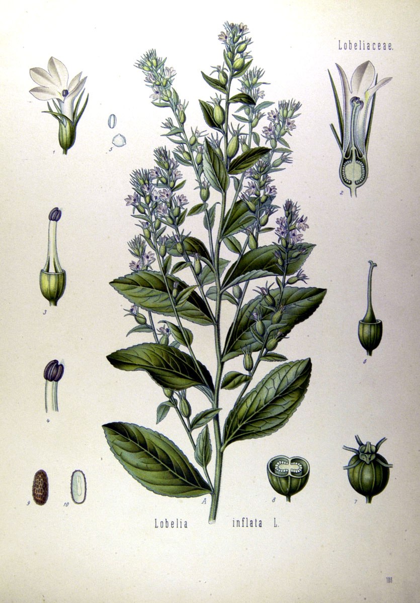 Лобелия инфлата