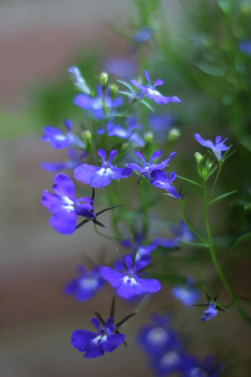 Лобелия вздутая