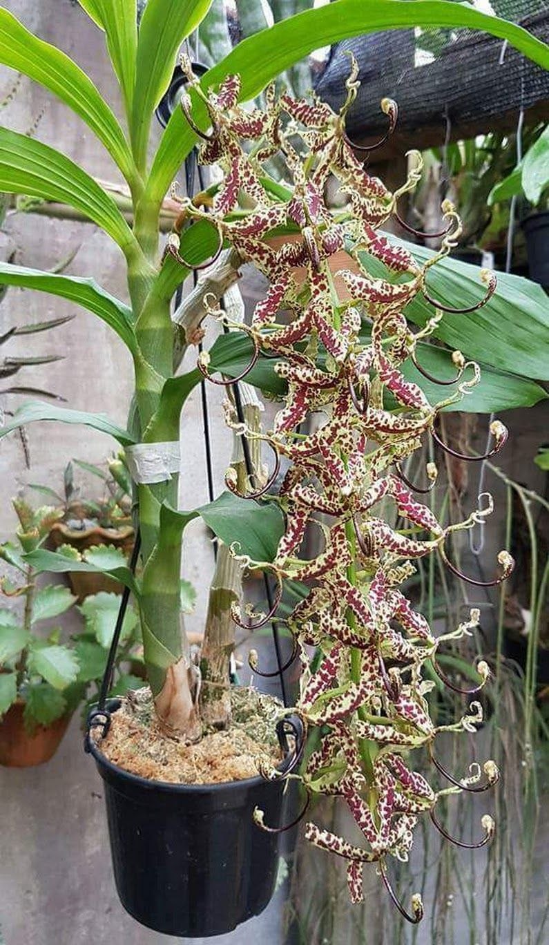 Wallpapers Cycnoches Haagii