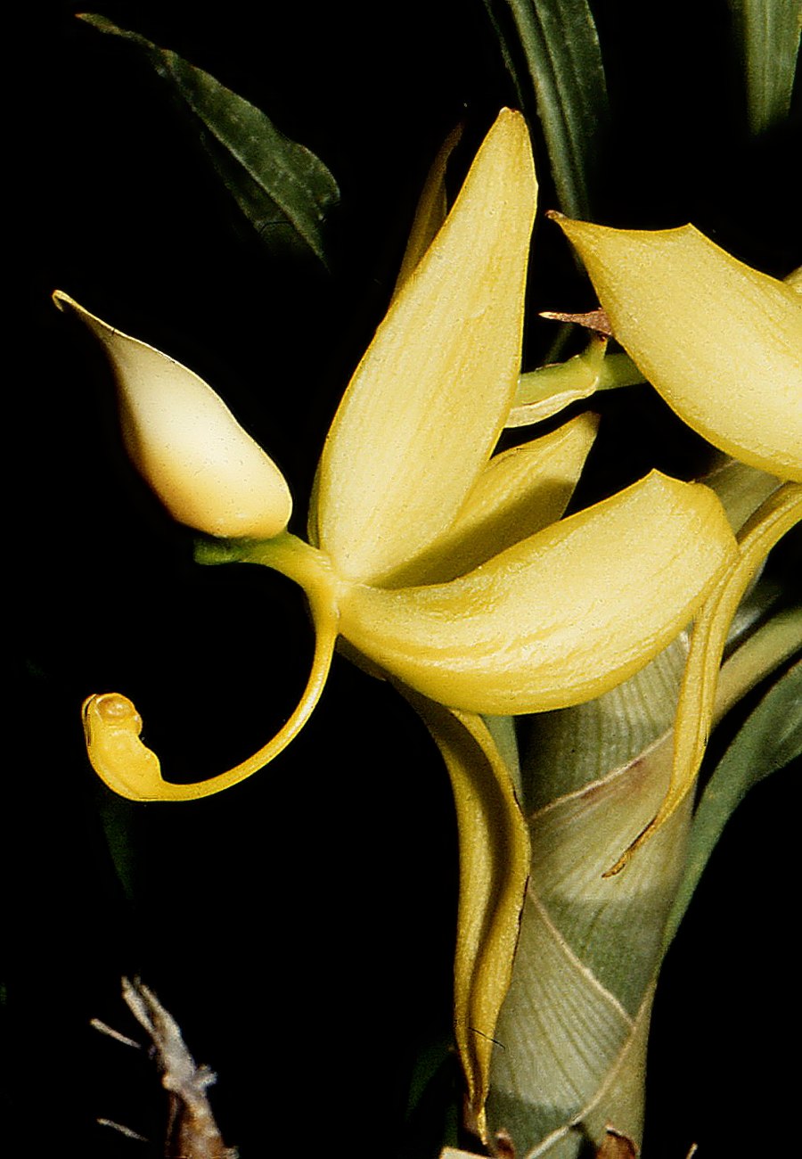 Cycnoches ( lehmannii x barthiorum )