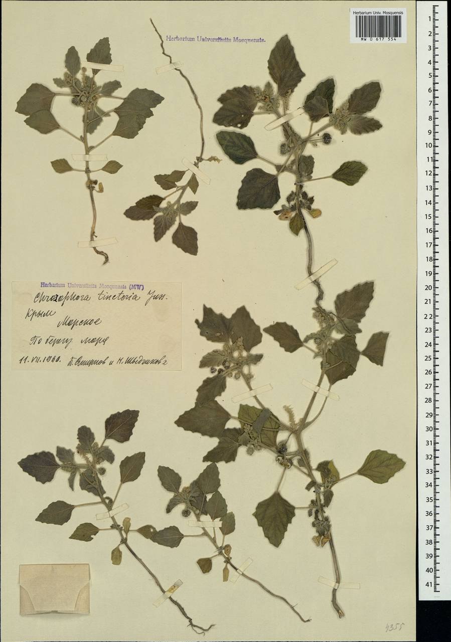 Chrozophora tinctoria