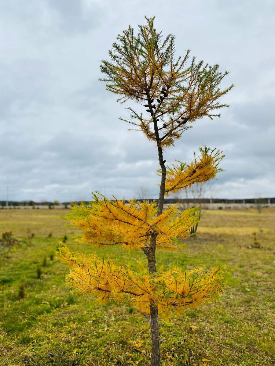 Лиственница ниваки
