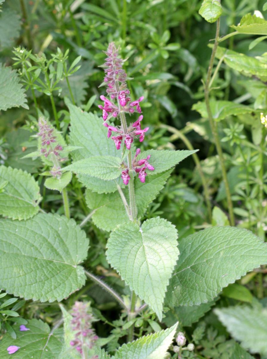 Чистец талышский