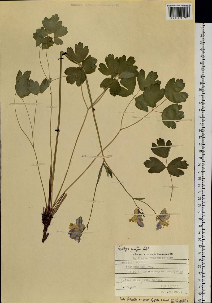 Holland Bulbs Аквилегия Блю