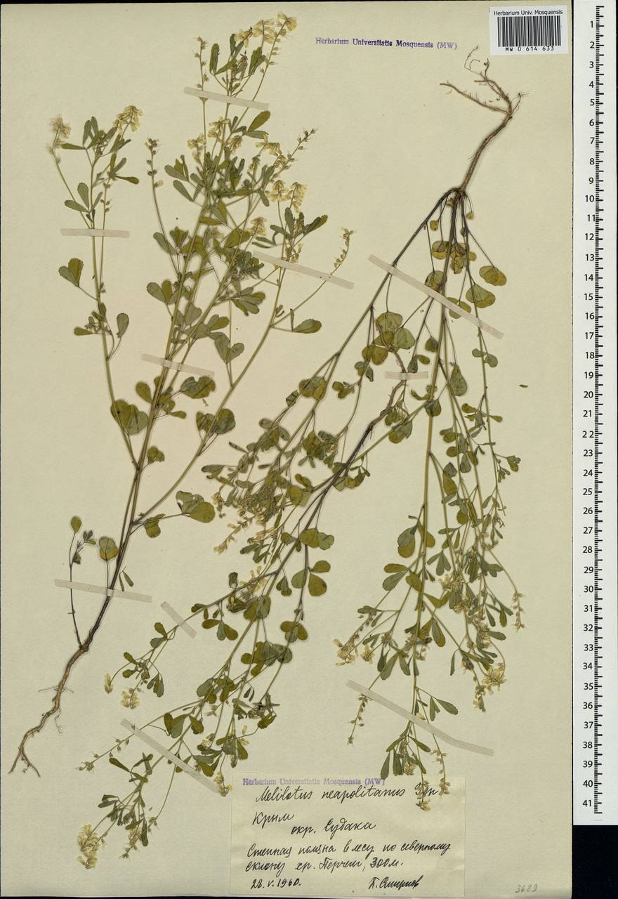 Melilotus neapolitanus