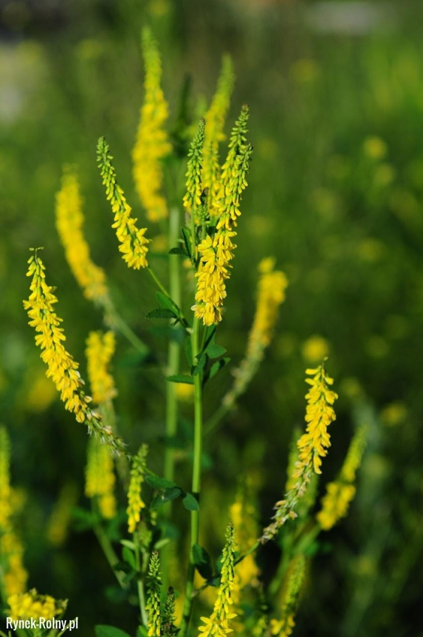 Донник неаполитанский