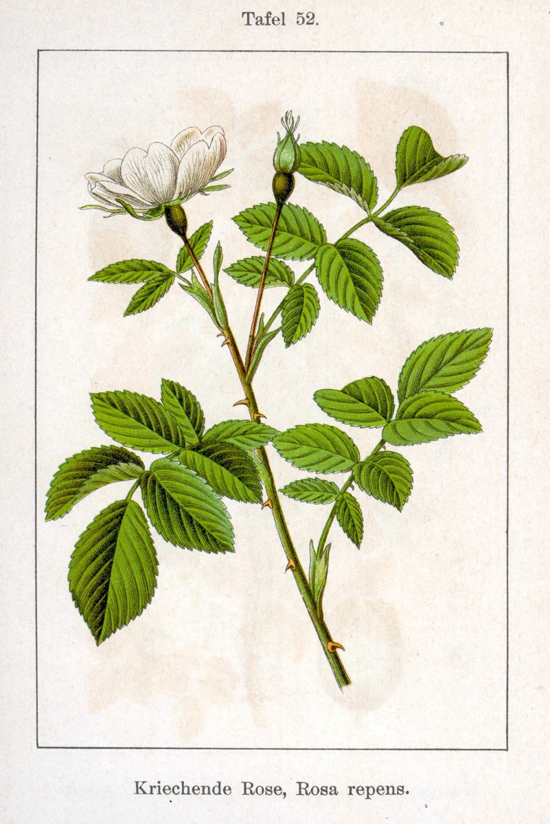 Шиповник полевой