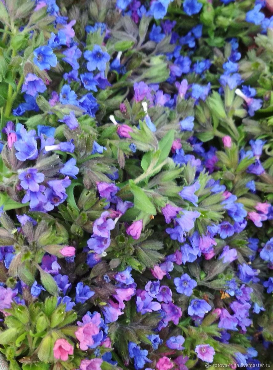 Медуница чабрец