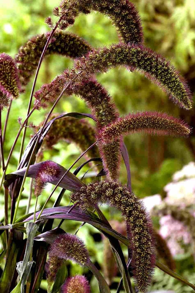 Щетинник зелёный (Setaria viridis)