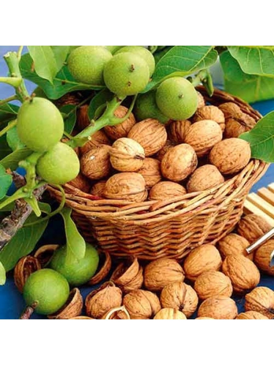 Колоновидный грецкий орех