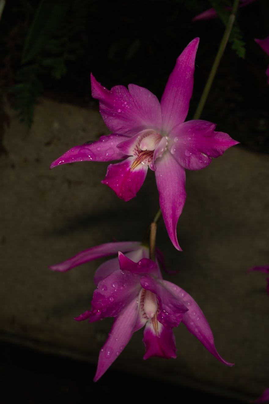 Cattleya Eldorado var. Alba