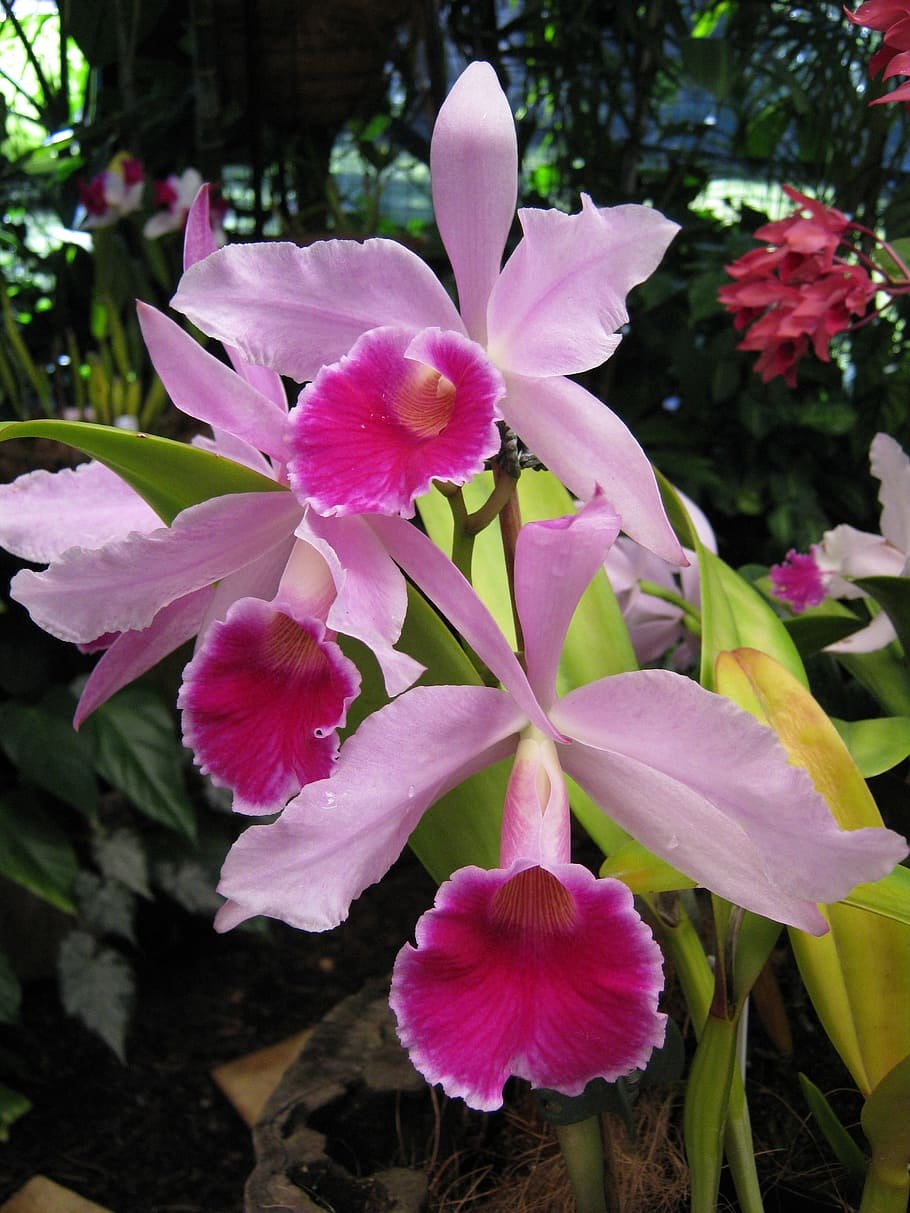 Laelia caulescens