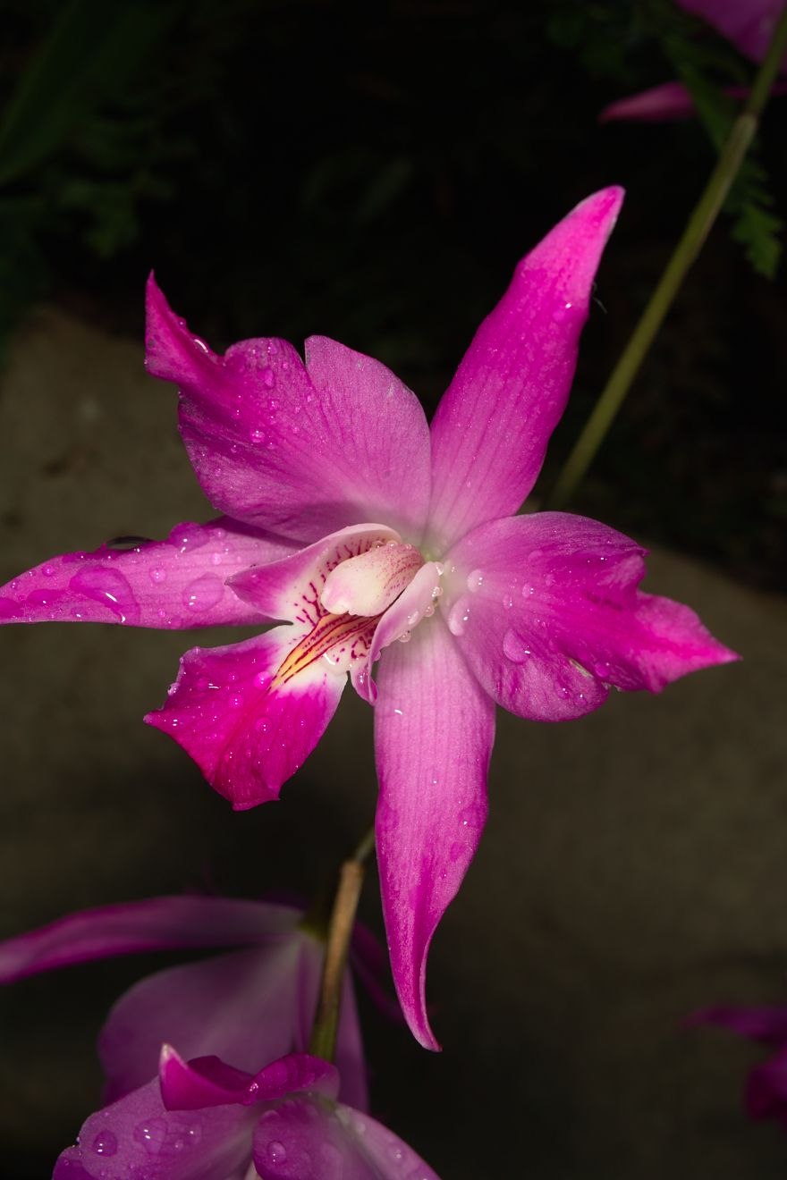 Орхидея Cattleya luminosa