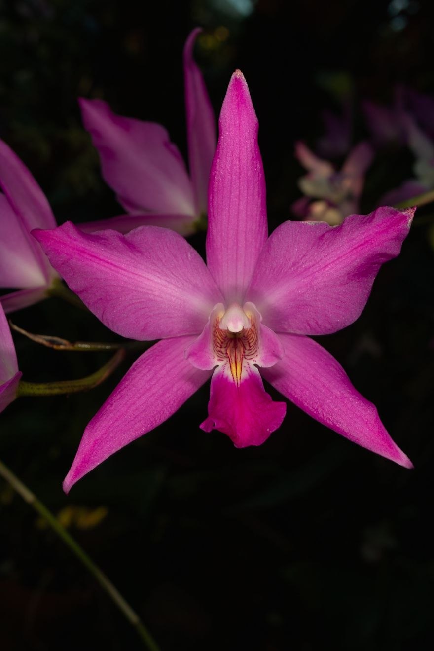 Шомбургкия Томпсониана + Сиб