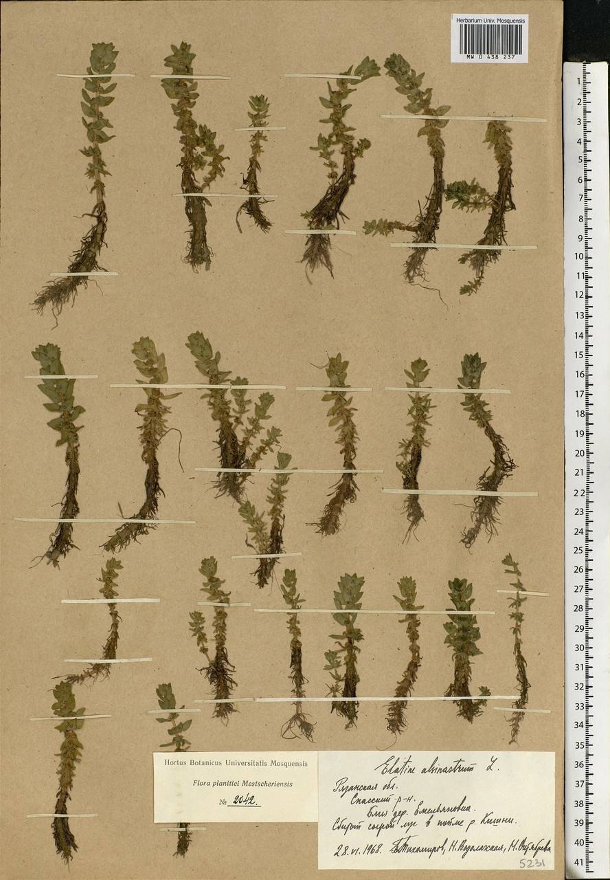 Повойничек водноперечный МГУ гербарий