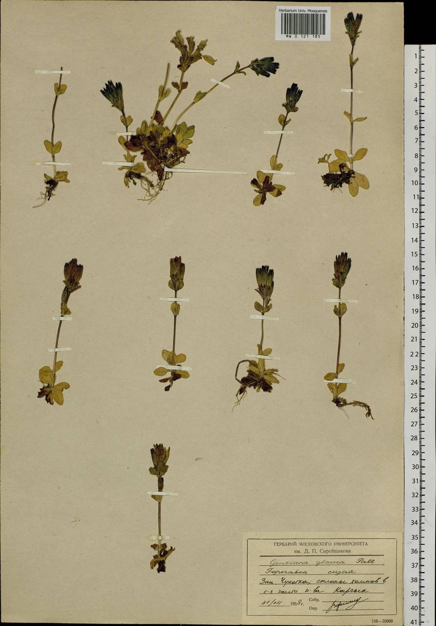 Элатина Гидропайпер