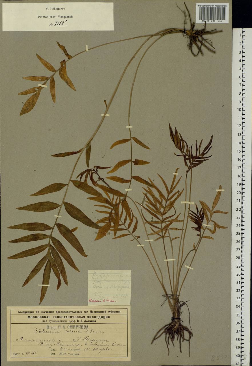 Седум Камчатский Триколор