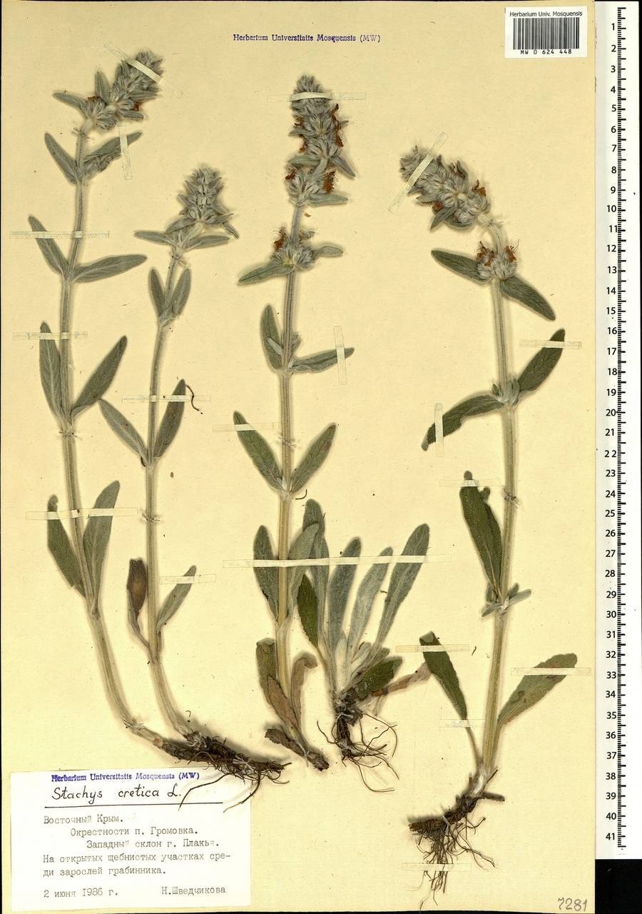 Чистец Критский (Stachys cretica)