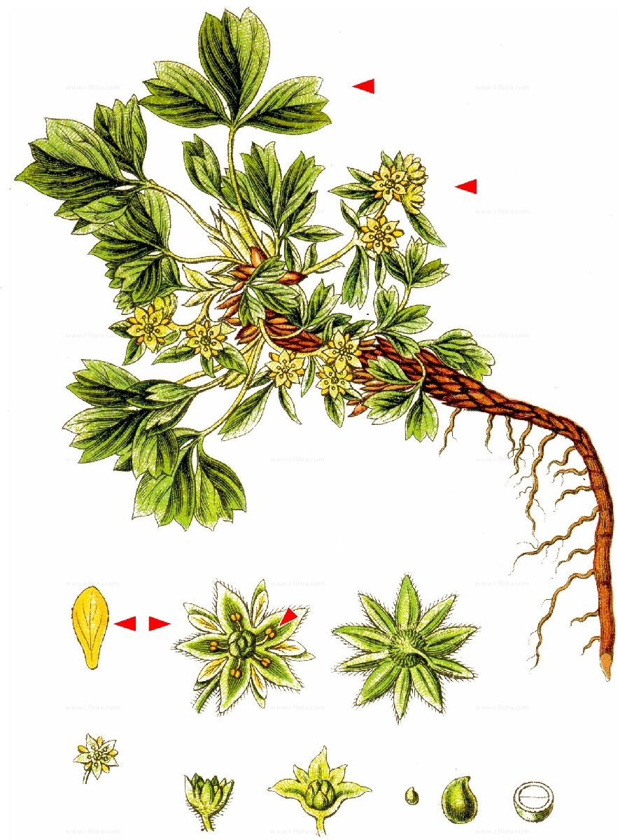 Стефания четырёхтычинковая