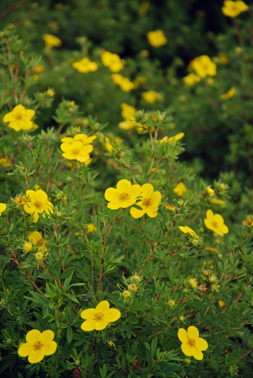 Сиббальдия