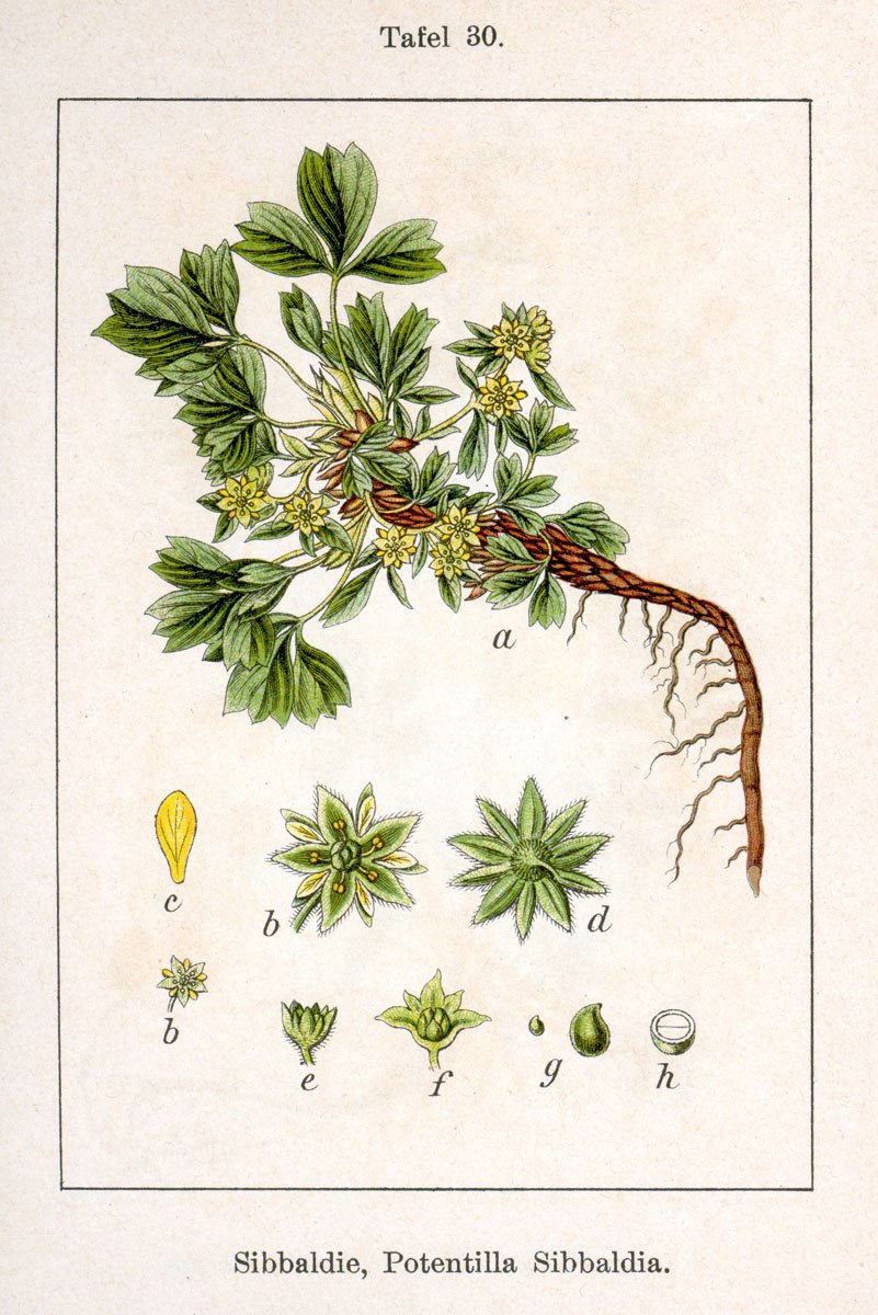 Растение Акадия Вильямса