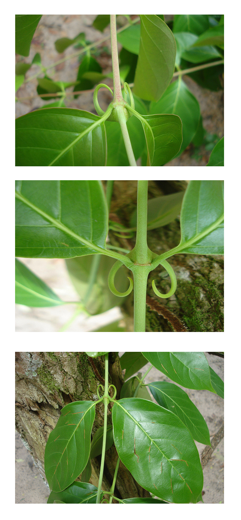 Кошачьи коготки растение